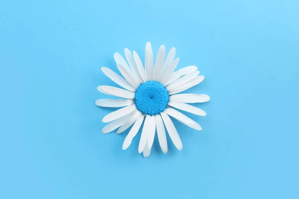 Einzeln blühendes Gänseblümchen mit blauer Mitte — Stockfoto