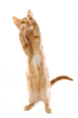 Sevimli küçük turuncu tabby kedi yavrusu, beyaz arka plan üzerinde izole