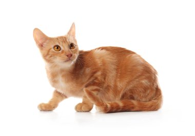Sevimli küçük turuncu tabby kedi yavrusu, beyaz arka plan üzerinde izole