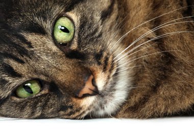 Büyük kahverengi Maine Coon kedi yakın