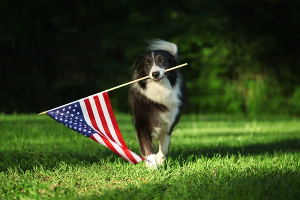 Happy border collie carrying USA flag — Stock Photo, Image