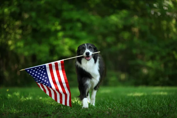 Happy border collie carregando bandeira dos EUA — Fotografia de Stock