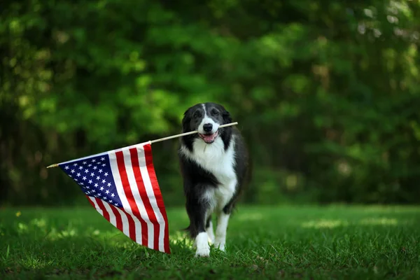 Happy border collie carrying USA flag — Stock Photo, Image