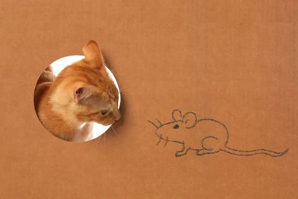 Carino piccolo gattino tabby arancione in una scatola di cartone con cui giocare — Foto Stock