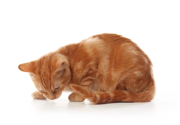 Gatinho bonito pequeno tabby laranja, isolado no fundo branco — Fotografia de Stock