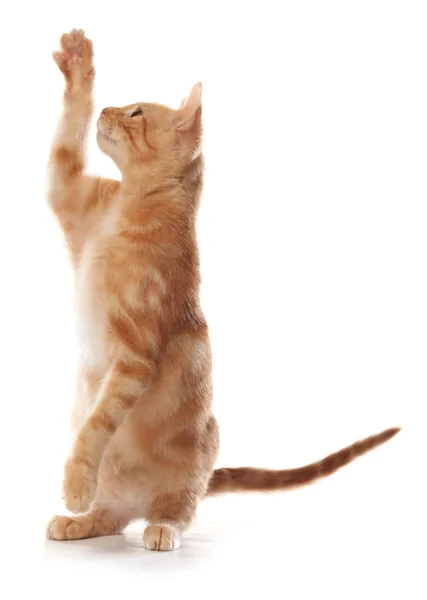 Gatinho bonito pequeno tabby laranja, isolado no fundo branco — Fotografia de Stock