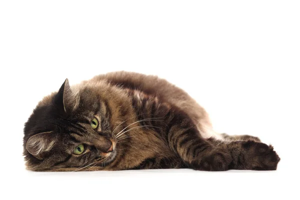 Grande marrom Maine Coon gato, isolado em branco — Fotografia de Stock