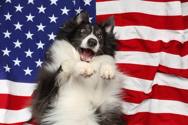 Feliz fronteira collie jogando na bandeira americana — Fotografia de Stock