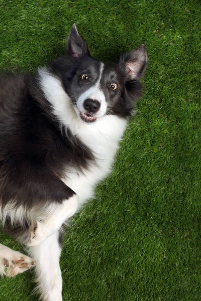 Happy border collie laying on the grass — Stock Photo, Image