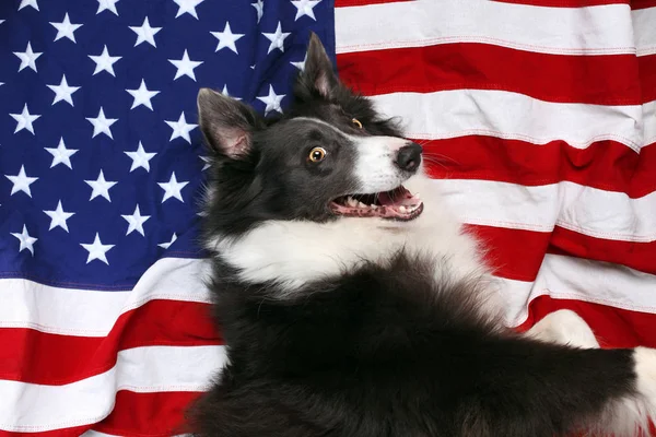 Happy border collie laying on American flag — Stock Photo, Image