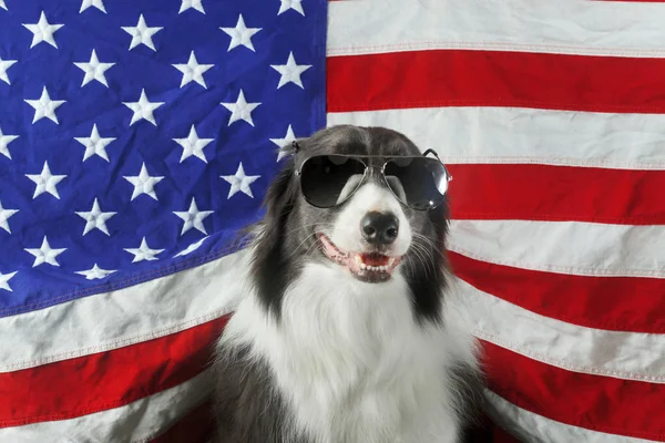 Bellissimo collie di confine davanti a una bandiera USA con occhiali da sole — Foto Stock