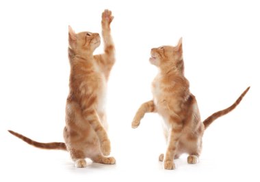 Sevimli küçük turuncu tabby kedi yavrusu, beyaz arka plan üzerinde izole
