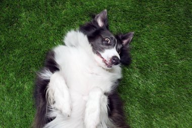 Mutlu sınır collie çim dışında oynarken