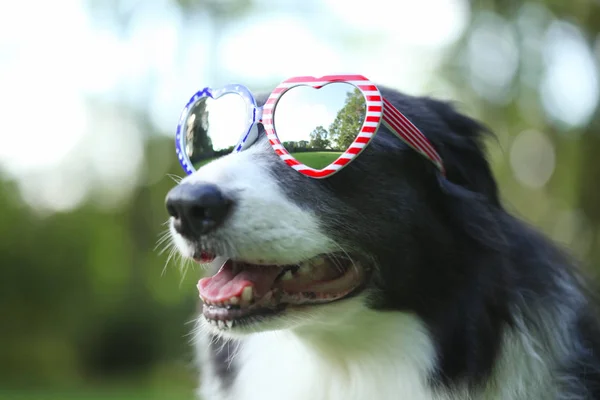 Fronteira collie cão vestindo coração em forma de óculos de sol bandeira americana — Fotografia de Stock