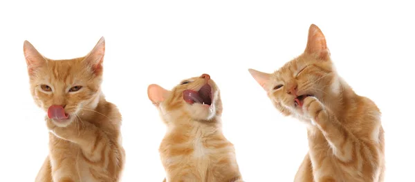 Gatinho bonito pequeno tabby laranja, isolado no fundo branco — Fotografia de Stock