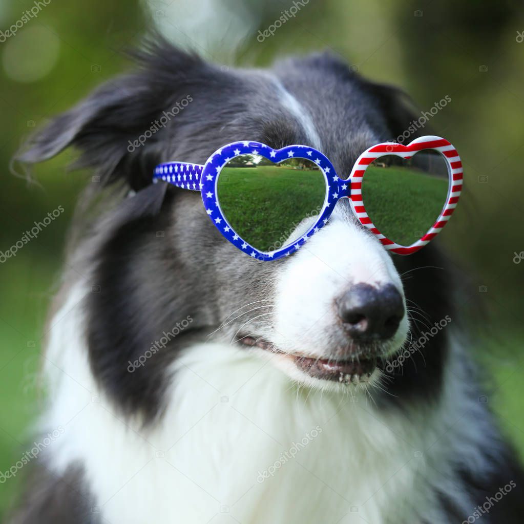 Border collie dog wearing heart shaped American flag sunglasses 