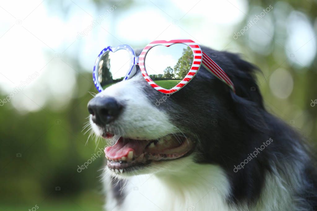Border collie dog wearing heart shaped American flag sunglasses 