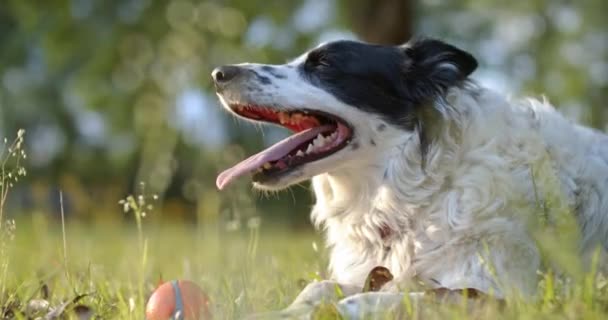 Purebred Border Collie Jadeando Después Una Larga Obra — Vídeo de stock