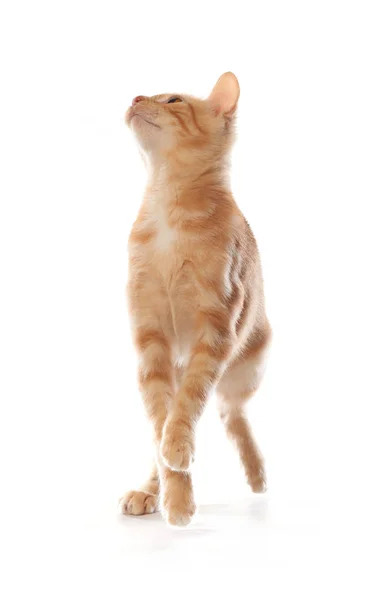 Милий маленький помаранчевий таббі кошеня, ізольований на білому тлі — стокове фото