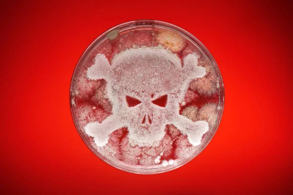 Petri dish growing bacteria in the shape of a skull and crossbon — Stock Photo, Image