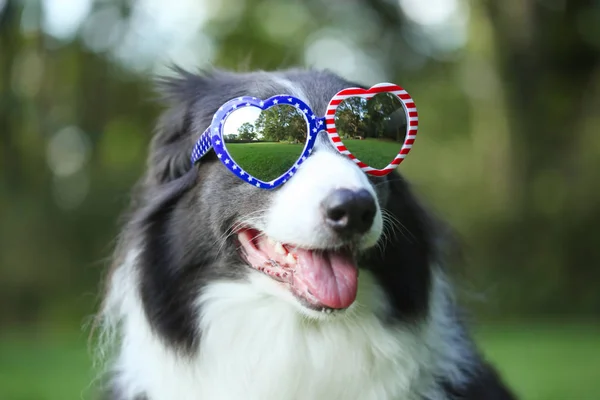 Border collie dog wearing heart shaped American flag sunglasses — Stock Photo, Image