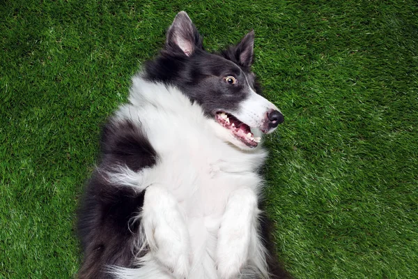 Happy border collie playing outside on the grass — Stock Photo, Image