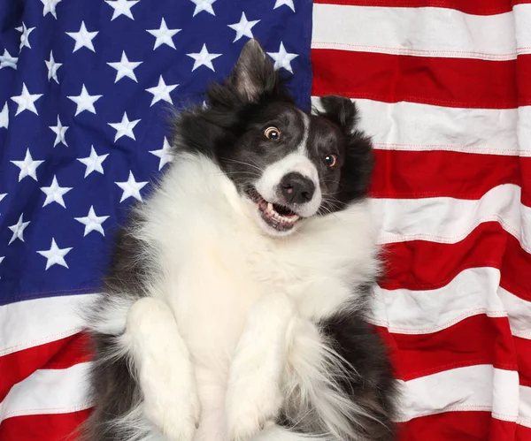 Happy border collie playing on American flag — Stock Photo, Image