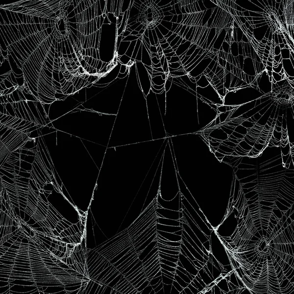 Real spooky spider webs hanging together to make a frame. Hallow — Stock Photo, Image