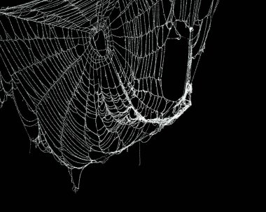 Real frost covered spider web isolated on black clipart