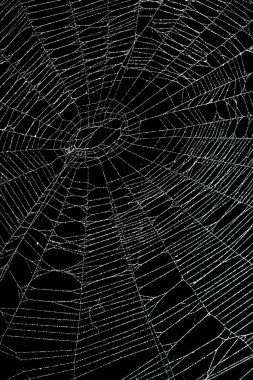 Siyah üzerine izole edilmiş gerçek don kaplı örümcek ağı
