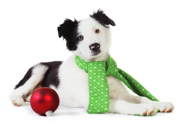 Border Collie cachorro en verde bufanda de Navidad — Foto de Stock
