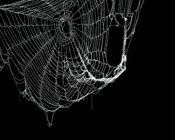 Real frost covered spider web isolated on black — Stock Photo, Image