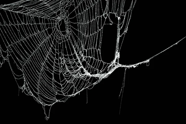 Real frost covered spider web isolated on black — Stock Photo, Image