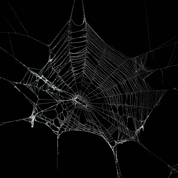真正的霜冻覆盖蜘蛛网隔离在黑色上 — 图库照片