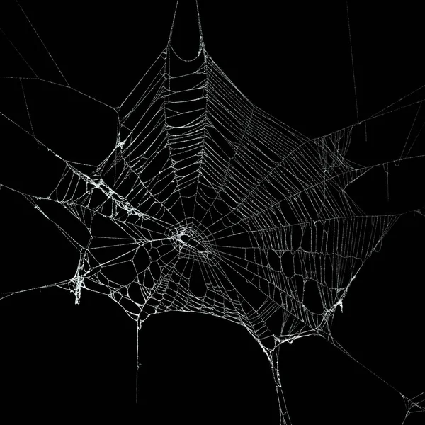 Real frost covered spider web isolated on black — Stock Photo, Image