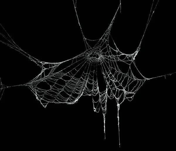 黒で隔離された本物の霜で覆われたクモの巣 — ストック写真