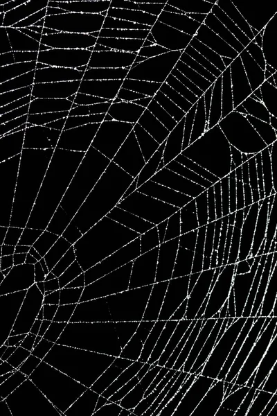 Реальні морози вкриті павутиною ізольовані на чорному — стокове фото