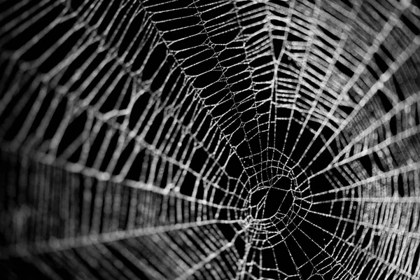 Real frost covered spider web isolated on black