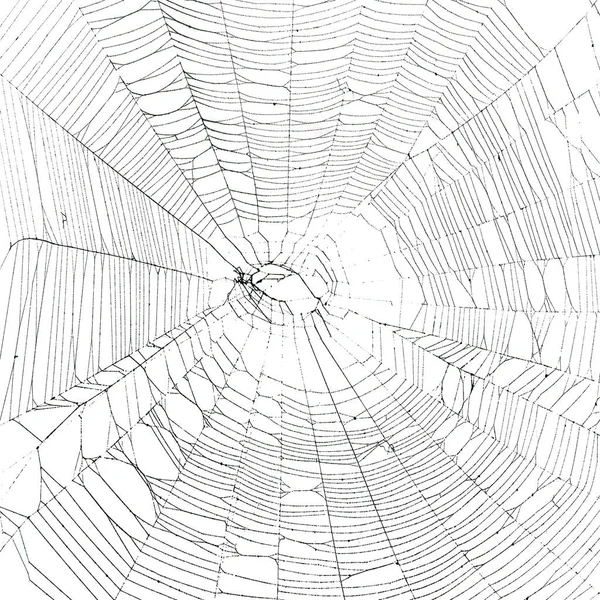 Prawdziwa pajęczyna odizolowana na białym — Zdjęcie stockowe
