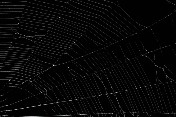 Prawdziwa pajęcza sieć odizolowana na czarno — Zdjęcie stockowe
