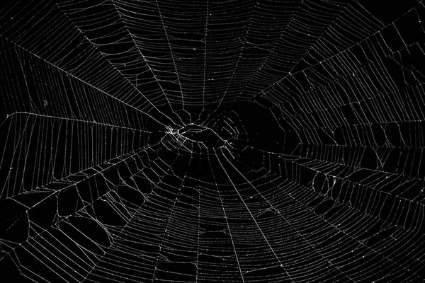 Πραγματικός ιστός αράχνης απομονωμένος σε μαύρο — Φωτογραφία Αρχείου