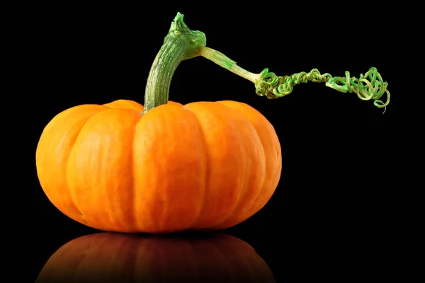 Enkelvoudige oranje pompoen geïsoleerd op zwart — Stockfoto