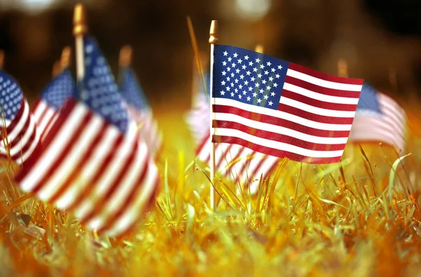Amerikai zászlók csoportja sárga és narancssárga őszi fűben — Stock Fotó