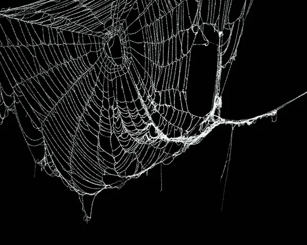 Real frost covered spider web isolated on black — Stock Image Real frost covered spider web isolated on black Stock Photo