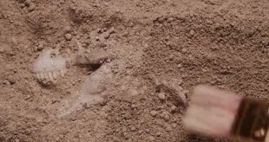 Bir fırçayla dinozor fosillerine yaklaşmak