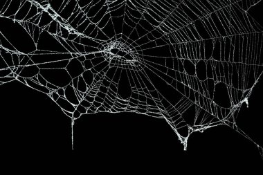 Siyah üzerine izole edilmiş gerçek don kaplı örümcek ağı