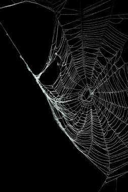 Siyah üzerine izole edilmiş gerçek don kaplı örümcek ağı