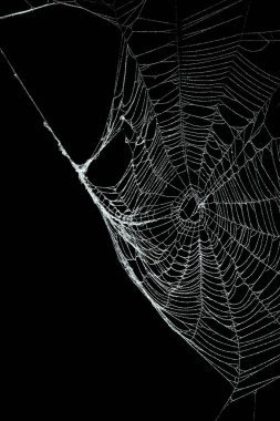 Real frost covered spider web isolated on black clipart