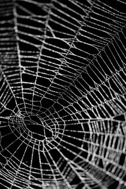 Siyah üzerine izole edilmiş gerçek don kaplı örümcek ağı