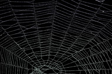 Siyah üzerine izole edilmiş gerçek don kaplı örümcek ağı